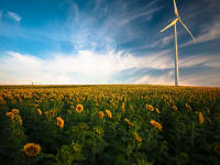 Wind turbine in a sunflower field