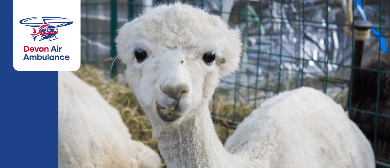 lama