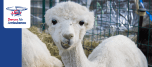 lama