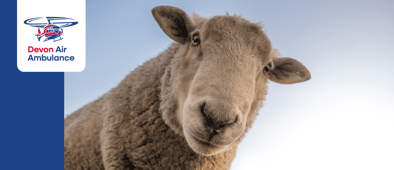 sheep