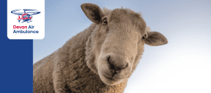 sheep