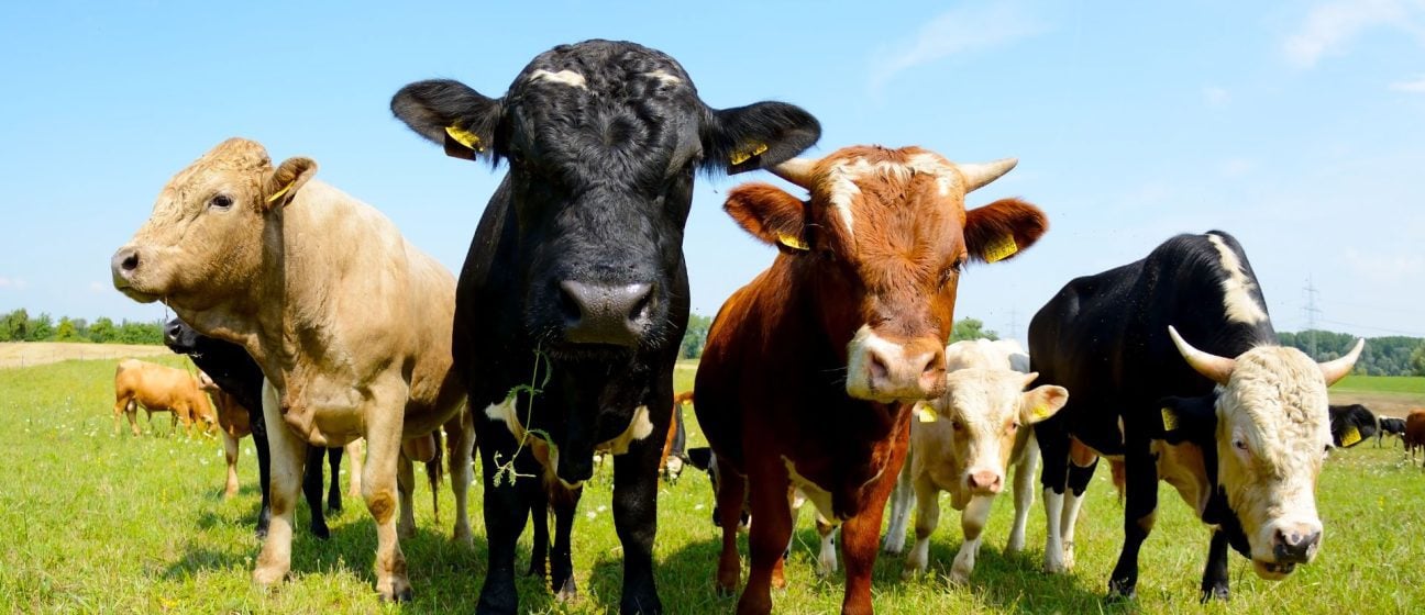 A row of cows in a field, looking mildly intimidating