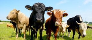 A row of cows in a field, looking mildly intimidating