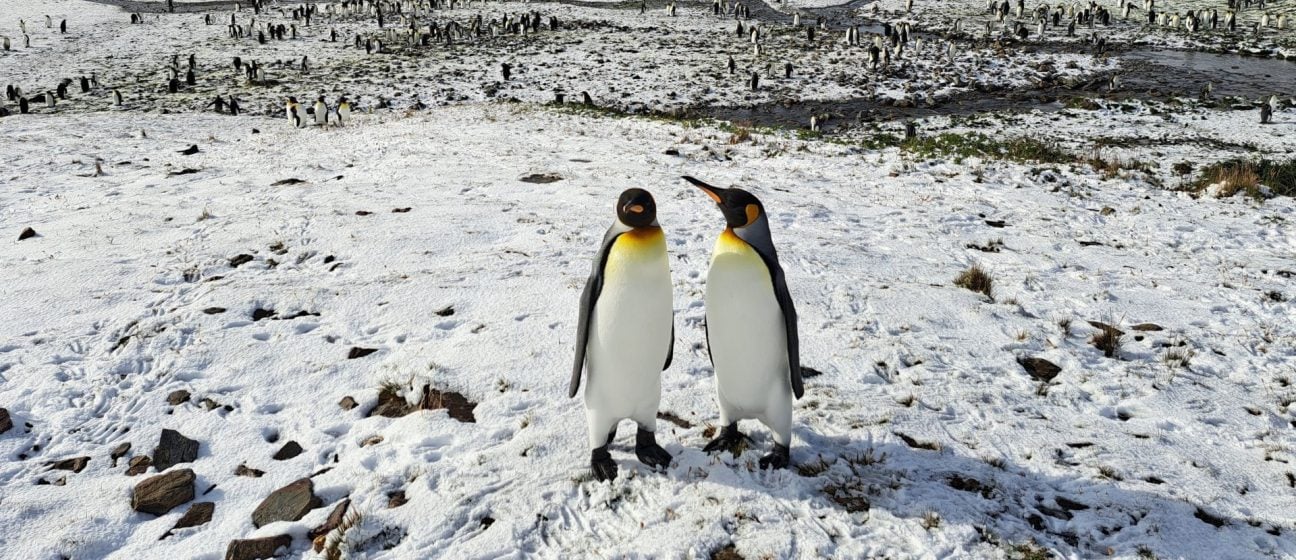 A penguin pair on the island where Nigel was located.