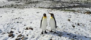 A penguin pair on the island where Nigel was located.